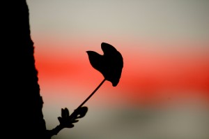 Put Your Heart Out There